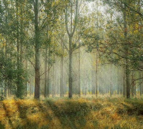 Fotografia ślubna – sesja w lesie
